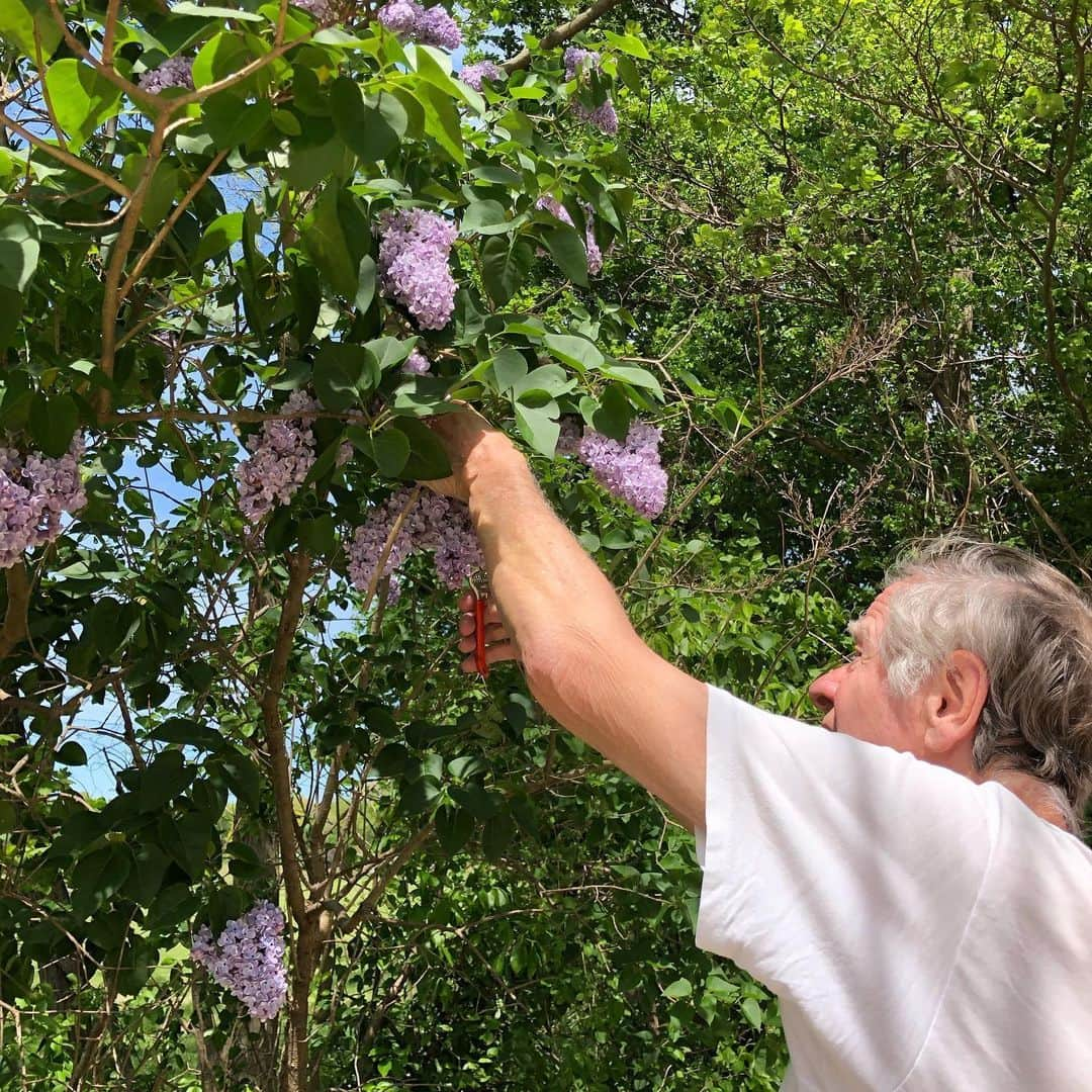 スーザン・ルッチさんのインスタグラム写真 - (スーザン・ルッチInstagram)「Rescuing lilacs before the rain came😊😊😊 Happy Saturday!」5月31日 0時42分 - therealsusanlucci