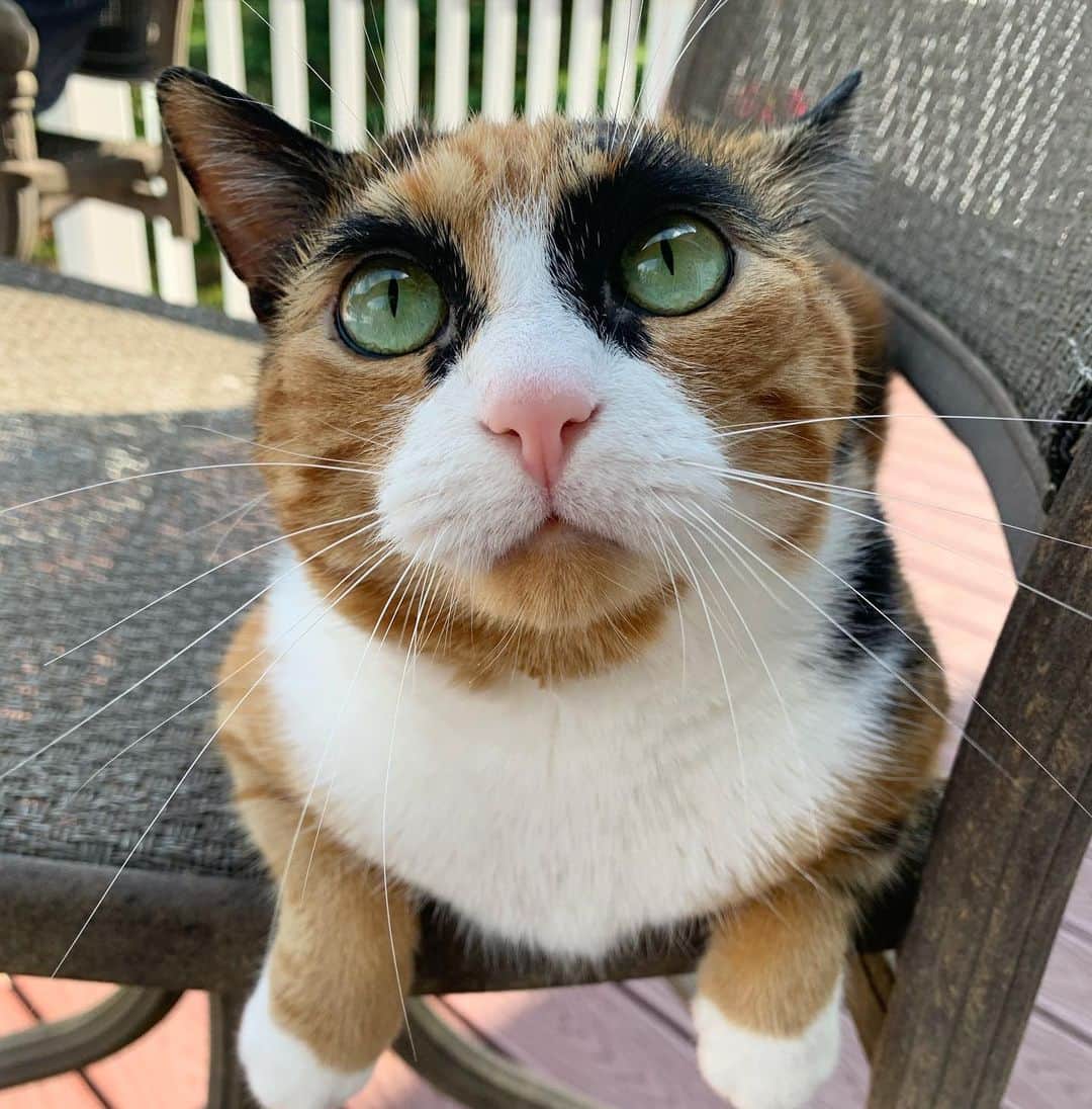リリーのインスタグラム：「Hanging out on Caturday! . . . . . . #lillycrazyeyes #quarantine #stayhome #catsofinstagram #9gag #calico #instacat #meowstagram #meow #meowdel #instacalico #calico  #cute #tongue #caturday」