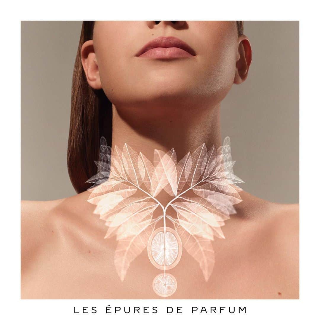 カルティエさんのインスタグラム写真 - (カルティエInstagram)「Pur Kinkan from Les Epures de Parfum collection created by Mathilde Laurent: the purest form of citrus. #LesEpuresDeParfum #CartierFragrances」5月31日 0時45分 - cartier
