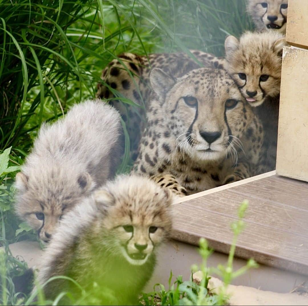 スミソニアン国立動物園さんのインスタグラム写真 - (スミソニアン国立動物園Instagram)「🐆🌾 Yesterday, cheetah keepers at the Smithsonian Conservation Biology Institute heard quite a bit of rustling and chirping in the grass. They caught glimpses of the cubs playing and pouncing on each other, and their very patient mom, Echo! . . . ❤️ With your support, our conservation mission continues. If you can, please donate to our Emergency Fund. >> https://s.si.edu/3chMHo6. (Link in bio.) . . .  #NatZooZen #CheetahCubdates #BringTheZooToYou #ClosedButStillCaring」5月31日 1時02分 - smithsonianzoo