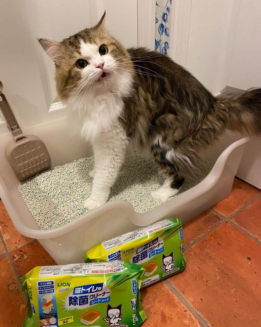 マンチカンのココ王子のインスタグラム：「もぉーっおトイレ入ったとこ見ないでにゃ😾  4月にLionさんから提供いただいた 獣医師開発ニオイをとる砂専用　猫トイレを 丸洗いして砂を交換しました✨  日頃のお手入れには、写真の猫トイレ用除菌クリーナーでさっとお手入れできます。  トイレが大きくて深いのが安心できます✨ @lion_pet_cat  #PR#ねこ#猫#にゃんすたぐらむ#ニオイをとる砂#ライオンペット#猫トイレ#獣医師開発猫トイレ#シュシュット#猫トイレ用除菌クリーナー#猫トイレ問題#猫トイレ掃除#猫砂全量交換#lionpet#lionpetcat」