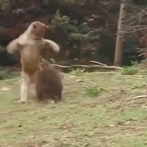 WildLifeのインスタグラム：「@animal_attacks 🔥Mind over matter  Bear cub doesn’t care that he’s half the size of this cougar  Video by @pbs (Wild America)」