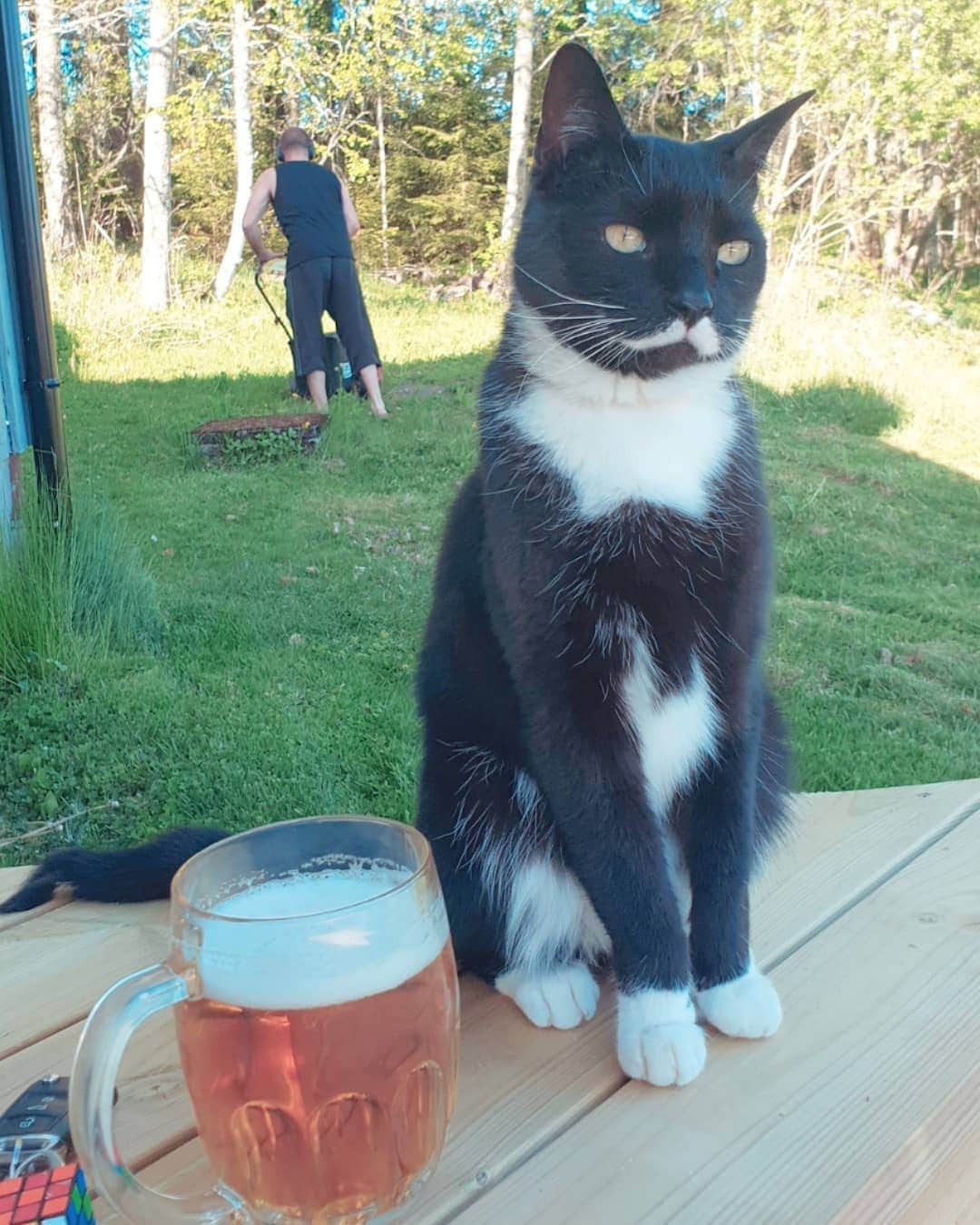 スターリンのインスタグラム：「Having a sweet Caturday here in Stalin's territory. We have a freshly captured Kitler-jugend m(e)owing our lawn!」