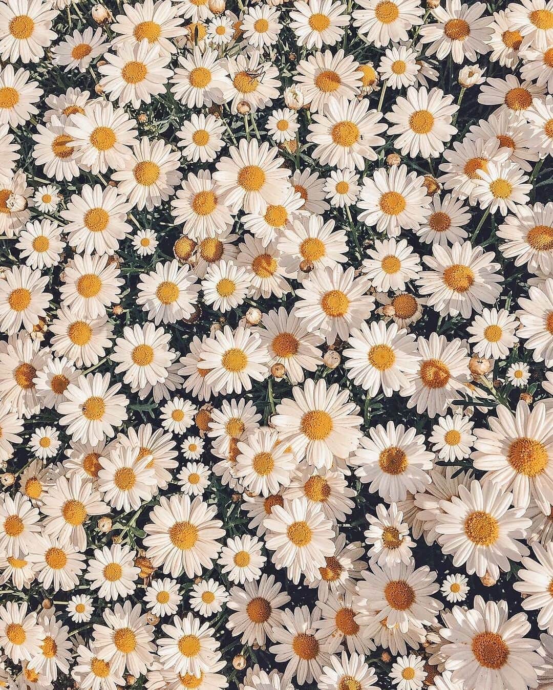 Izkizのインスタグラム：「Spring days & picnics in fields full of daisies, so grateful for this amazing weather we’ve been having in England! 🌼 PS: Can you spot the little grasshopper?」
