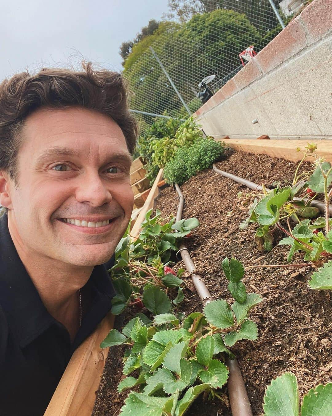 ライアン・シークレストさんのインスタグラム写真 - (ライアン・シークレストInstagram)「My new strawberry garden for protein shakes」5月31日 3時55分 - ryanseacrest