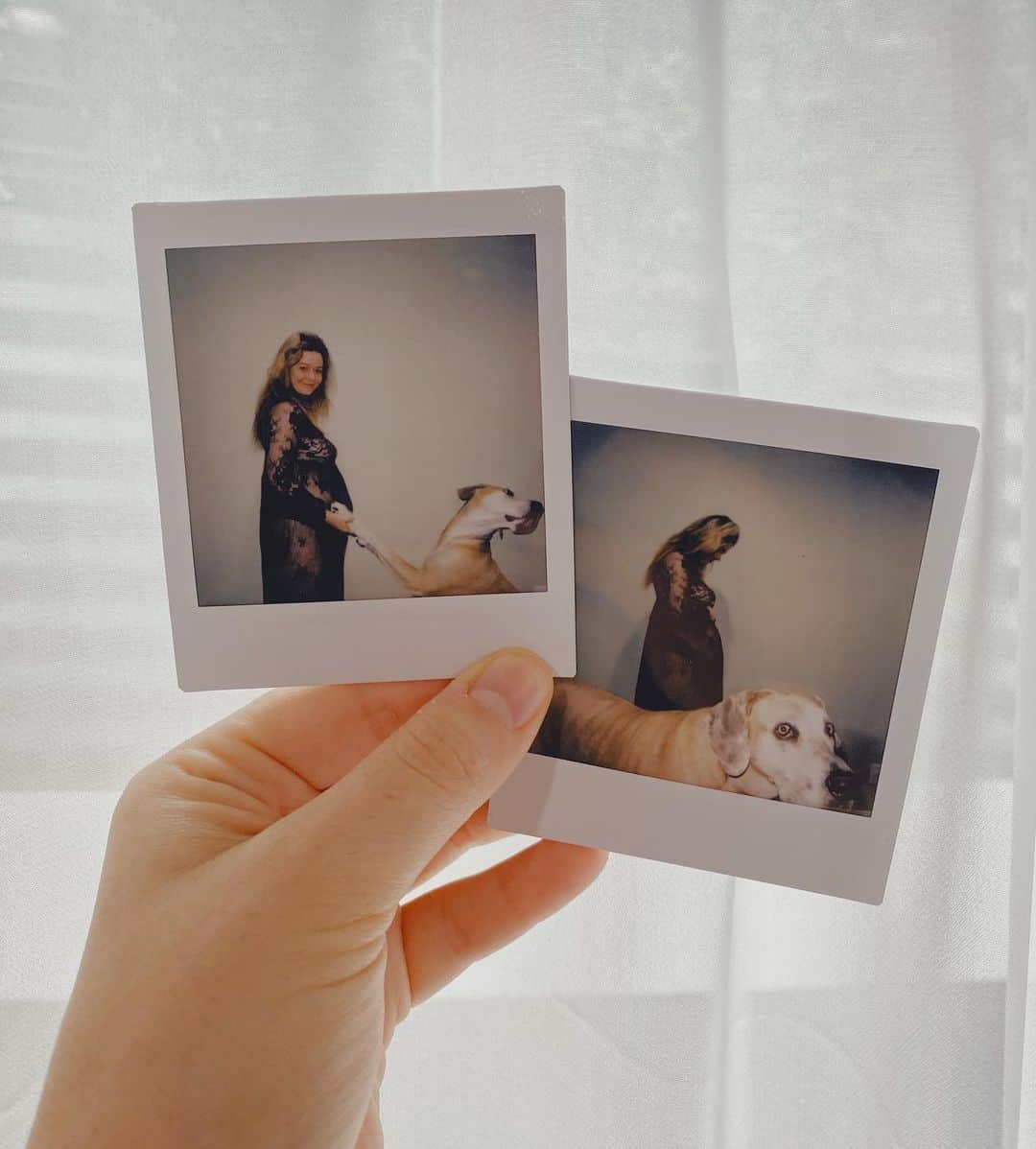 のインスタグラム：「I don’t think Levi is emotionally prepared for another sibling 😂🤍🐶🐶🤰🏼 #pregnancy #prego #greatdanesofinstagram #ladyandlevi」