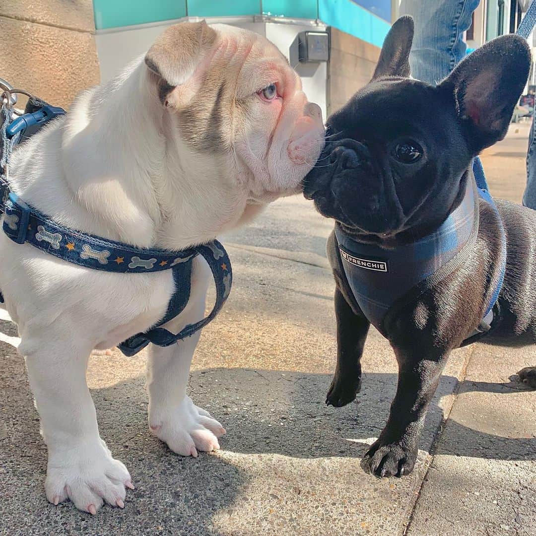 Bodhi & Butters & Bubbahさんのインスタグラム写真 - (Bodhi & Butters & BubbahInstagram)「Kisses make everything better 😘😘🐶💖💖 @sydneybully 💖💖」5月31日 4時22分 - keonistuff