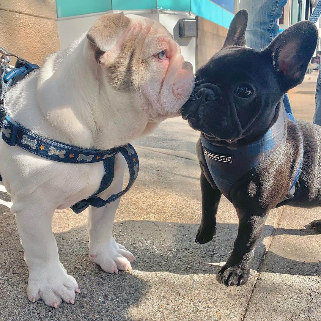 Bodhi & Butters & Bubbahのインスタグラム：「Kisses make everything better 😘😘🐶💖💖 @sydneybully 💖💖」