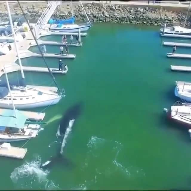 WildLifeのインスタグラム：「Via @discoversharks | This is incredible 😲 Video by: @pacificeagleaircam」