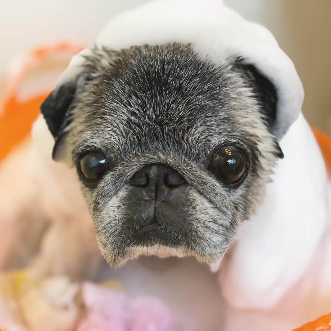 八兵衛のインスタグラム：「bath time 🛁 * * #ほぼ黒パグ #おじいちゃん犬 #pug #puggy #puglife #puglove #petstagram #pugstagram #pugsofinstagram #pugs #dog #ふわもこ部  @igersjp #IGersJP #east_dog_japan #pecoイヌ部 #八兵衛 #はちべえ #朝ワンコ夕ニャンコ」