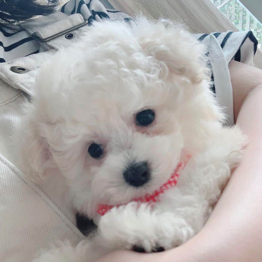 山岸理子のインスタグラム：「* はじめまして🐶 わんこ飼いました。 ・ ・ ・ ・ #tsubaki_factory #山岸理子 #はじめまして  #今日から #この子に #癒されます #これから #よろしくお願いします #ティーカッププードル #犬 #イッヌ #いぬのいる暮らし #詳しいことは #ブログに #書きます」
