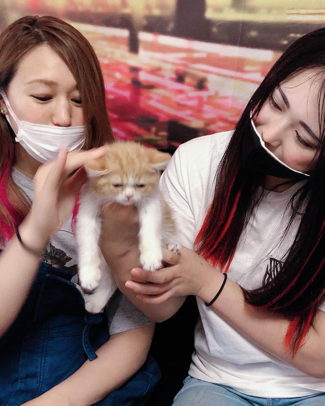 朱里さんのインスタグラム写真 - (朱里Instagram)「木村・ローソン・からあげ　クン  かわいすぎる🥺 #cat #cute #beautiful」5月31日 14時57分 - syuri_official