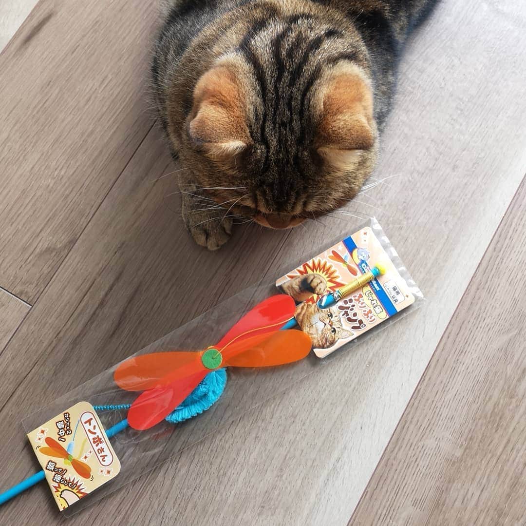 寅次郎（とらちゃん）さんのインスタグラム写真 - (寅次郎（とらちゃん）Instagram)「☆ Torajiro appears in toy packaging design😹🐾 . 僕の大好きなおもちゃ🎶 . ②じゃらしのパッケージに僕が登場😹 . 僕が目印の @cattymancam さんのおもちゃ 『じゃれ猫ふりふりジャンプ』 . 5月25日から全国のDCMホーマック、DCMカーマ、DCMダイキ、DCMケーヨーデイツーで発売中 (DCM限定商品) . 価格は税別298円 . 見かけたらぜひ手に取ってみてね🐾 . . #キャティーマン  #じゃらし  #猫のおもちゃ . #cat #cute #meow #貓 #ねこ #エキゾチックショートヘア #無敵の親バカ同盟 #猫のいる暮らし #にゃんすたぐらむ」5月31日 15時17分 - torachanthecat