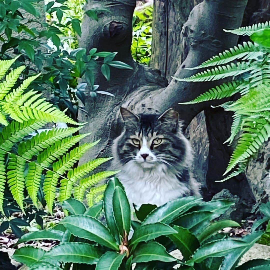 きたばさんのインスタグラム写真 - (きたばInstagram)「庭の草むしり中に遭遇した、「ドヤ顔猫」。 カッコつけやがって🥰  #ねこのきもち  #ねこのいる生活  #猫好きさんと繋がりたい #猫目ヂカラ王選手権 #猫背矯正 #猫すたぐらむ #ねこ写真 #catlover #pussycat」5月31日 15時19分 - macaroni_gram_kitaba