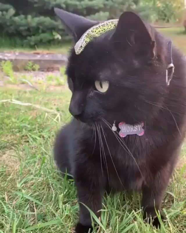 OUR FAVORITE CATSのインスタグラム：「From @horst_the_hero : “Something like that only happens to me 😸 My little friend survived this trip well🦎”」
