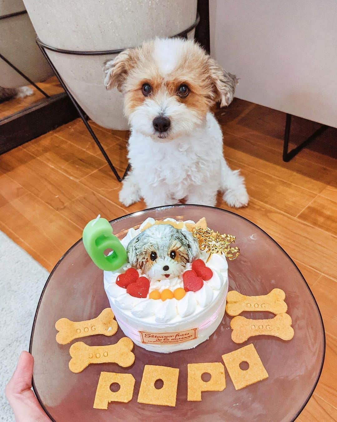 ソンイのインスタグラム：「5月30日 ポポ６歳のお誕生日おめでとう🐶❤️ 天真爛漫で甘え上手、息子に何をされても受け入れてあげてる優しい第二のママ🥺 見た目は相変わらずジャック感ゼロだけど、そんな貴方の個性も大好きだよ🐶🎀💕 #ジャックラッセルテリア #jackrussellterrier」
