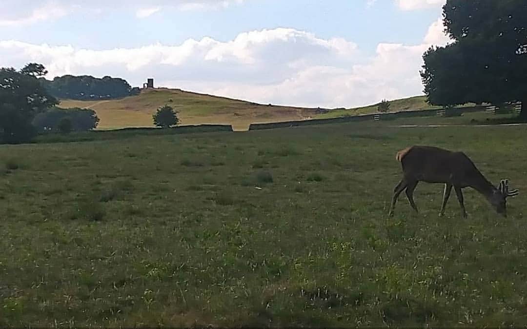 バスのインスタグラム：「I had a lovely birthday eating a picnic (including this apple pie🍏🍰) and enjoying the 🌄🦌 with friends at our local park. 😄  Thanks for all of your lovely the birthday wishes. 🤗  #birthday #birthdayboy #wildlife #wildlife_perfection #deer #picnic #photooftheday #nature #naturephotography #naturegood #naturegoals #instagood #instadaily #instagram #Applepie #bradgatepark #Leicestershire #uk #england #weekendvibes #weekendgoalsp」