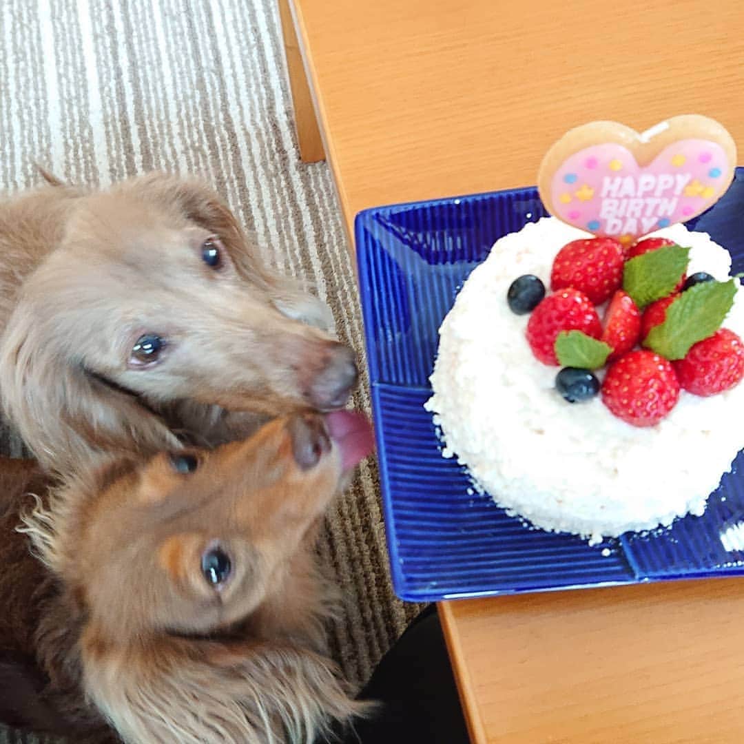 くるみんのインスタグラム：「* 大失態をしました💦 あずきちゃん誕生日当日の28日、私が酷い食あたりをしまして2日間寝込んでしまった😢 当日に祝ってあげることもできず、ケーキも作れなかった😢  昨日、ようやく起き上がることができ、ケーキ🎂作りました。 あずきちゃん、遅れてしまってごめんね。  ②③イリオスマイルさんの犬用パンケーキミックスでスポンジを焼き、水切り豆腐と手作りカッテージチーズでデコレーション  #ミニチュアダックスフンド #ミニチュアダックスフント #ミニチュアダックス #イザベラタン #イザベラ #カニンヘンダックスフント #カニンヘン #カニンヘンダックス #カニンヘンの会 #カニンヘンダックスフンド #チョコタンダックスフント #チョコタンダックスフンド #チョコタンダックス #チョコタン #ダックス多頭飼い #ダックスフント #ダックスフンドカニンヘン #ダックス部 #ダックス大好き #ダックスフンド #ダックス  #誕生日 #手作りけケーキ #イリオスマイル #米粉パンケーキミックス #いぬばか部 #いぬすたぐらむ #短足部 #dachshundgram #dachshund」