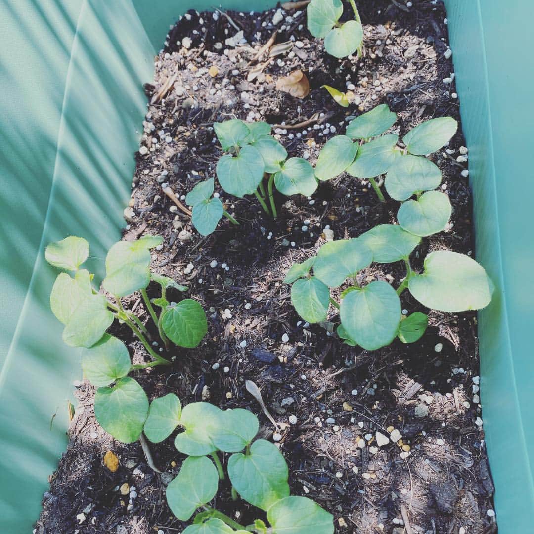 ISEKIのインスタグラム：「おハレルヤ☀️ 最近、プランターを購入し、 オクラを植えたら芽が出てきた🌱  今日も良き1日を🏙」