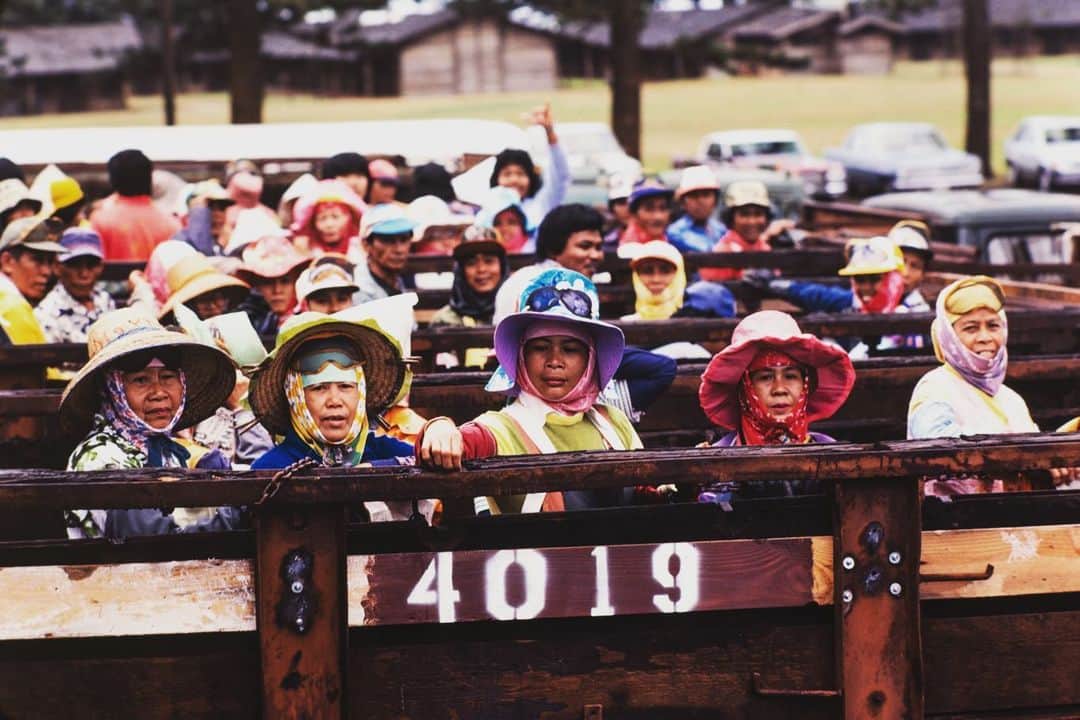 Michael Yamashitaさんのインスタグラム写真 - (Michael YamashitaInstagram)「Pineapple harvesting in Lanai, Hawaii - It’s Asian Pacific American Heritage Month, a time to pay tribute to and celebrate the generations of Asian Americans and Pacific Islanders who have enriched America’s history. The month of May commemorates the arrival of the first Japanese immigrants to the United States in 1843. It also marks the anniversary of the completion of the transcontinental railroad on May 10, 1869 — the majority of the workers who laid the tracks being Chinese immigrants.  As the month comes to a close, I focus on the influx of Japanese workers, along with the Chinese, Filipino, Korean, Portuguese, and African American laborers who were recruited by Hawaiian plantation owners in the mid-19th century, permanently changing the face of Hawaii. This period of immigration to Hawaii (and the rest of the United States) came to an end in 1924, as the US Congress passed the Asian Exclusion Act, barring East Asians from immigrating to the country. To this day most of America’s food supply is harvested by migrant seasonal farm workers. #asianamerican #asianamericanheritagemonth #pineappleharvesting」5月31日 9時23分 - yamashitaphoto