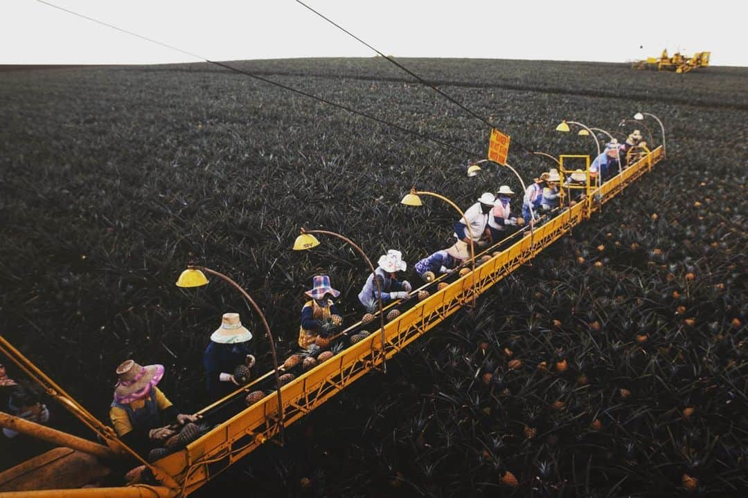 Michael Yamashitaさんのインスタグラム写真 - (Michael YamashitaInstagram)「Pineapple harvesting in Lanai, Hawaii - It’s Asian Pacific American Heritage Month, a time to pay tribute to and celebrate the generations of Asian Americans and Pacific Islanders who have enriched America’s history. The month of May commemorates the arrival of the first Japanese immigrants to the United States in 1843. It also marks the anniversary of the completion of the transcontinental railroad on May 10, 1869 — the majority of the workers who laid the tracks being Chinese immigrants.  As the month comes to a close, I focus on the influx of Japanese workers, along with the Chinese, Filipino, Korean, Portuguese, and African American laborers who were recruited by Hawaiian plantation owners in the mid-19th century, permanently changing the face of Hawaii. This period of immigration to Hawaii (and the rest of the United States) came to an end in 1924, as the US Congress passed the Asian Exclusion Act, barring East Asians from immigrating to the country. To this day most of America’s food supply is harvested by migrant seasonal farm workers. #asianamerican #asianamericanheritagemonth #pineappleharvesting」5月31日 9時23分 - yamashitaphoto