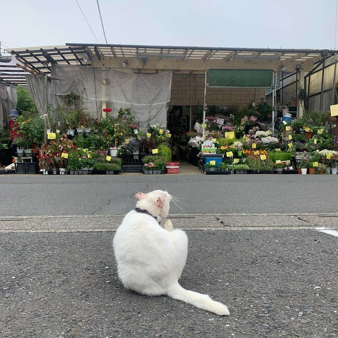 宙也さんのインスタグラム写真 - (宙也Instagram)「花屋のシロちゃん。」5月31日 10時08分 - chuya_aquarius