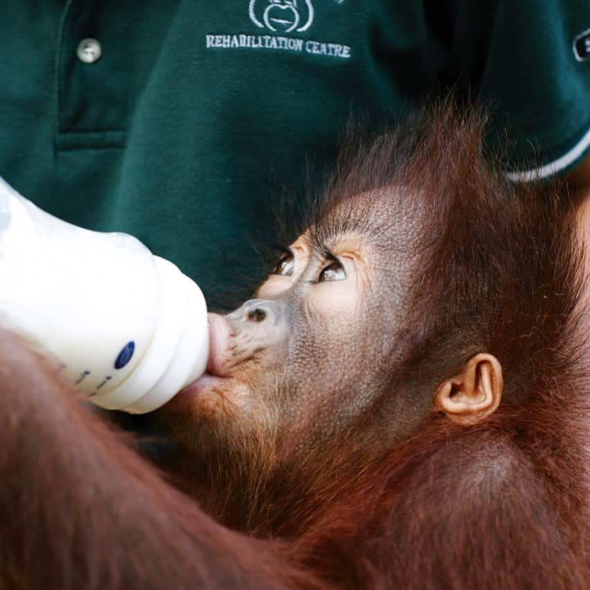 柏倉陽介さんのインスタグラム写真 - (柏倉陽介Instagram)「“Drinking from a Baby Bottle” Held in a gentle embrace, the baby orangutan is fed milk from a bottle. The sight is no different from a human baby. 📖 『哺乳瓶に吸い付く』 優しく抱きかかえられ、哺乳瓶からミルクをもらう。人間の赤ん坊と何ら変わらない光景だ。 📷 @yosuke_kashiwakura #自然 #写真 #動物 #カメラ #環境 #natgeo #wildlife #orangutan #endangeredspecies #photography #discoverearth #environment @natgeoyourshot #natgeoyourshot #yourshotphotographer」5月31日 10時15分 - yosuke_kashiwakura