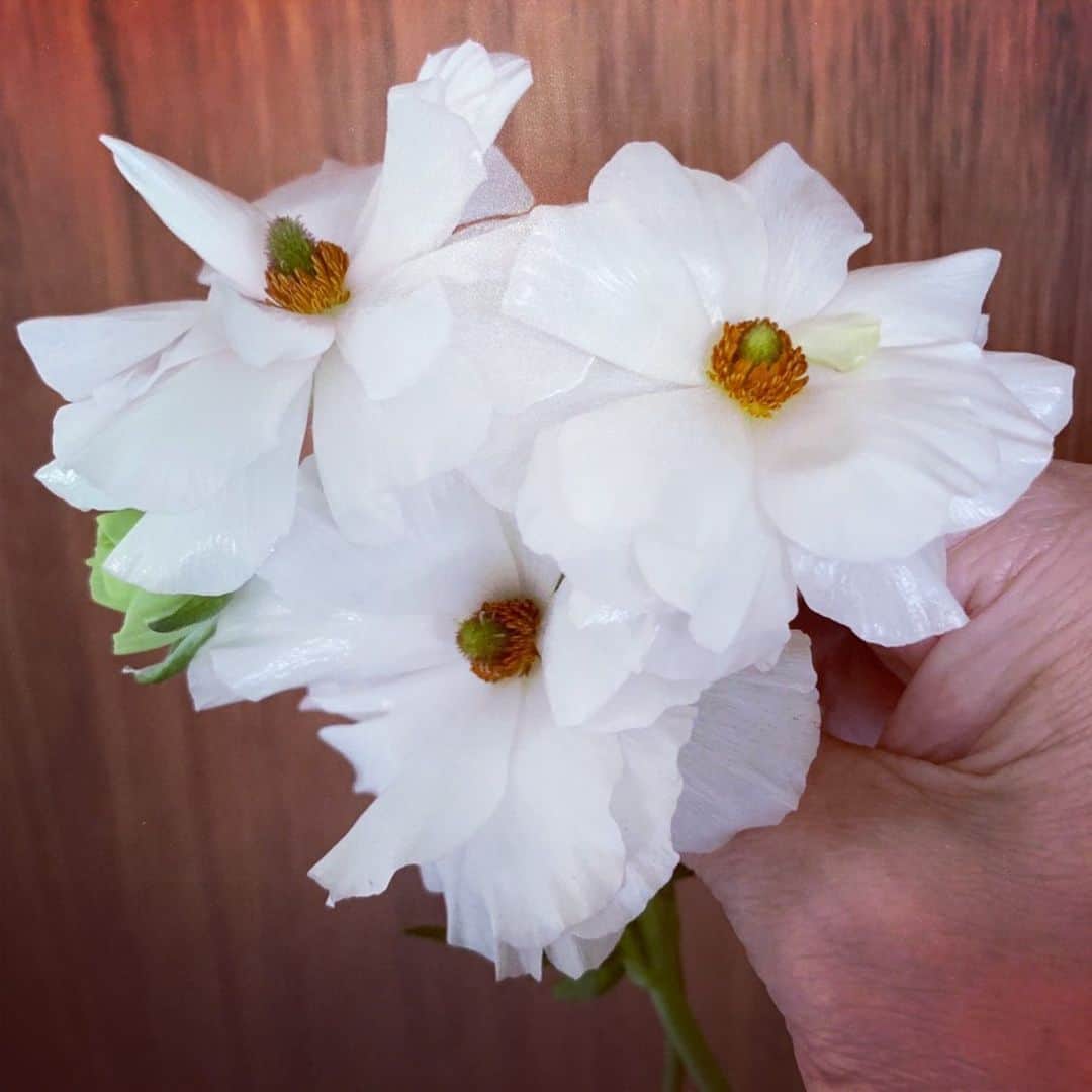 夏木マリさんのインスタグラム写真 - (夏木マリInstagram)「おはよう............ 飲みすぎて 重いカラダの 花曇り〜  よい日に。  #goodmorningseries #flowerseries  #happysunday #NATSUKIROCK@mari_natsuki」5月31日 10時15分 - mari_natsuki