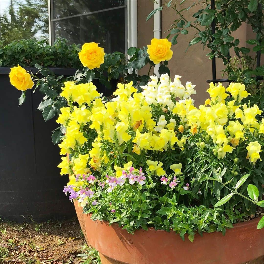 吉建ホームのインスタグラム：「体感ハウスの薔薇🌹 ーーーーーーーーーーーーーーーーーーー 『STAY HOMEで間取り無料相談』実施中‼︎ 是非、お気軽にお申し込み下さい♪ 詳細は弊社HPにて👍 ▶︎▶︎ @yoshikenhome ーーーーーーーーーーーーーーーーーーー  #注文住宅 #マイホーム #新築 #イベント #住宅 #家 #つるバラ #工務店 #stayhome #吉建ホーム #マイホーム計画 #おうち時間 #一戸建て #薔薇 #無料相談 #自由設計 #施工実例 #ガーデニング #ローズガーデン #外断熱 #高気密高断熱 #高断熱 #健康住宅 #アレルギー #地震 #地震に強い #モデルハウス #木造住宅 #いい家 #空気がきれい」