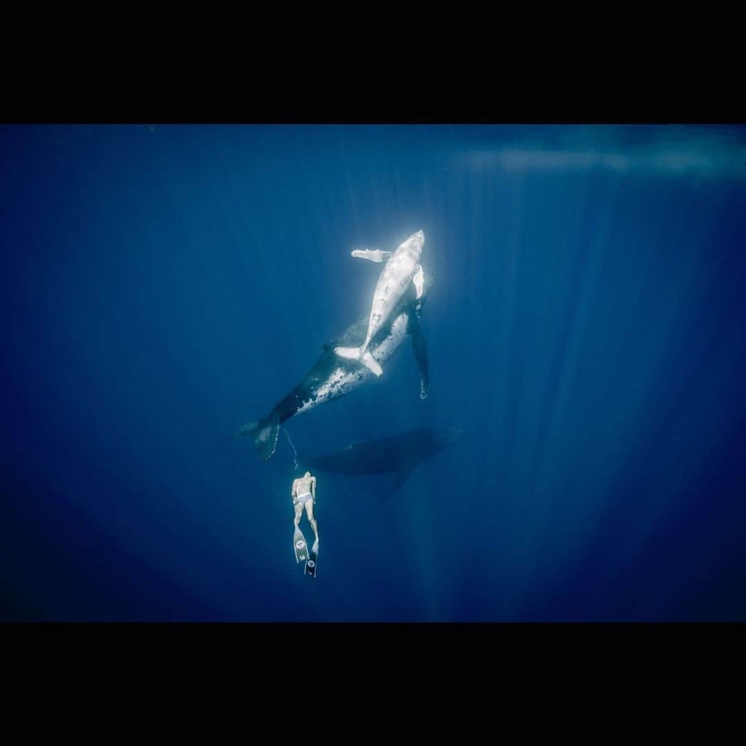 篠宮龍三のインスタグラム：「show me your belly button | Tonga 2017 📸 @scottwilsonimagery 🧜‍♂️ @ryuzoshinomiya  #tonga #whale #humpbackwhale #whaleswim  #freediving #freediver #freedive #apnea  #alchemyfins #alchemyV3」