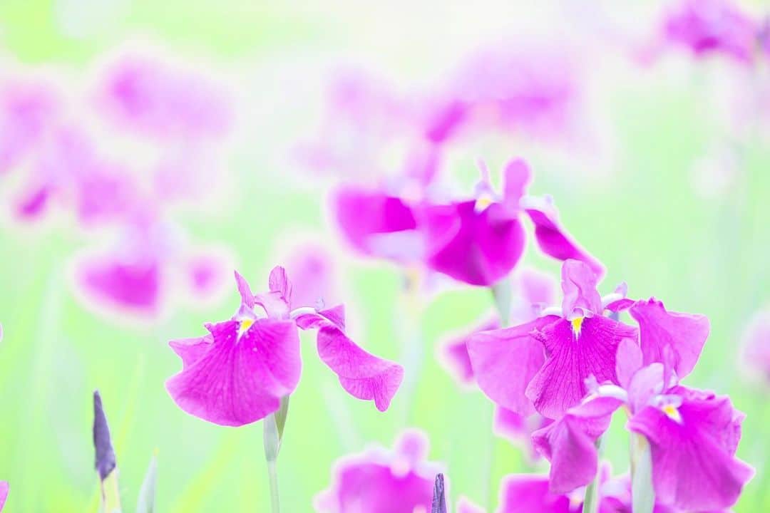 kiccyomuのインスタグラム：「☁️ 2020.05.31 Sun 昨日のお写ん歩… 近くの公園の #花菖蒲 先週よりもたくさん咲いてた😊 #心に花を * #一日も早く平穏な日が訪れますように 🙏 今日も元気に🤗 * location #千葉 📷撮影 2020年05月」