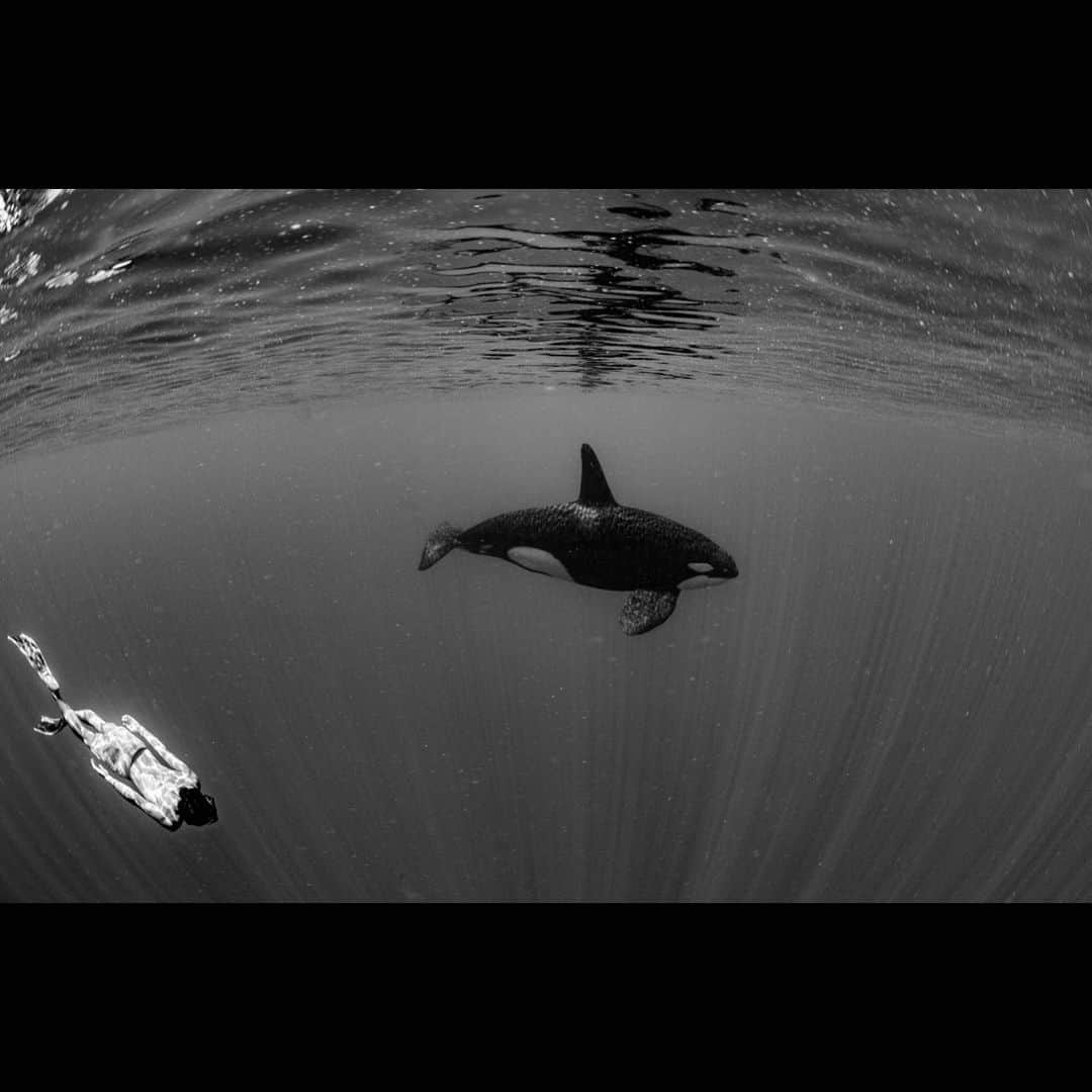 篠宮龍三のインスタグラム：「King of Ocean | Sri Lanka 2018 📸 @taichi_maruyama 🧜‍♂️ @ryuzoshinomiya  #SriLanka #whale #kilkerwhale #orca #whaleswim  #freediving #freediver #freedive #apnea  #alchemyfins #alchemyV3」