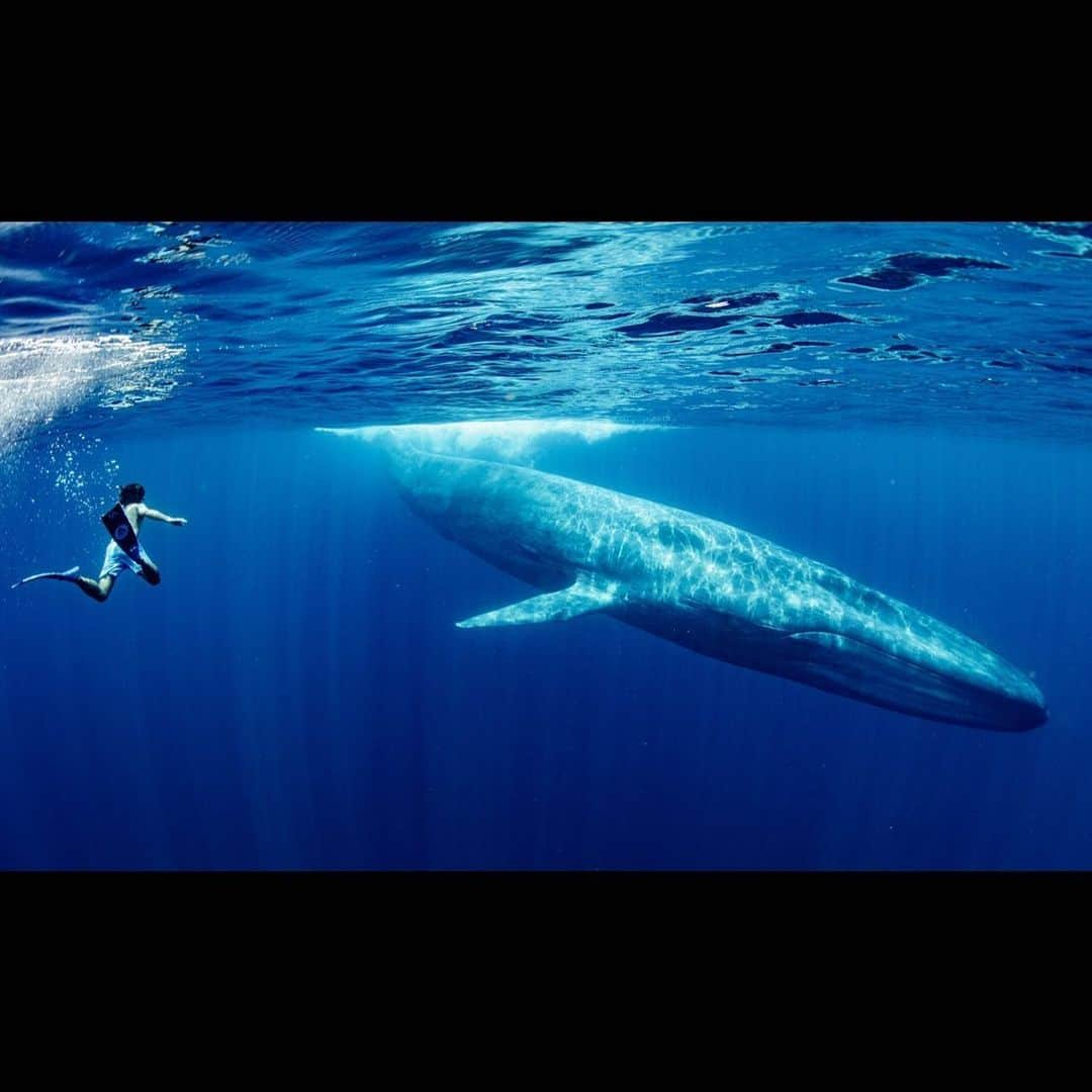 篠宮龍三のインスタグラム：「The biggest one| Sri Lanka 2018 📸 @taichi_maruyama 🧜‍♂️ @ryuzoshinomiya  #SriLanka #whale #bluewhale #whaleswim  #freediving #freediver #freedive #apnea  #alchemyfins #alchemyV3」