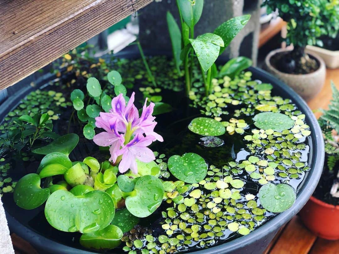 金成公信のインスタグラム：「2号鉢の仕上がり方がたまらない。ホテイアオイの花ってこんなに綺麗なのね。千葉、鼻血出そう。 2nd bowl. 22 days passed.  #盆栽 #bonsai #bonsaijapan #japanesebonsai #wabisabi #bonsailovers #bonsailife #bonsaitree #bonsaiart #bonsaigram #bonsaiworld #plants #tree #greenlife #greenlifestyle #苔 #moss #睡蓮 #睡蓮鉢 #ビオトープ #biotope #メダカ #waterlilybowls #waterlily #ホテイアオイ」