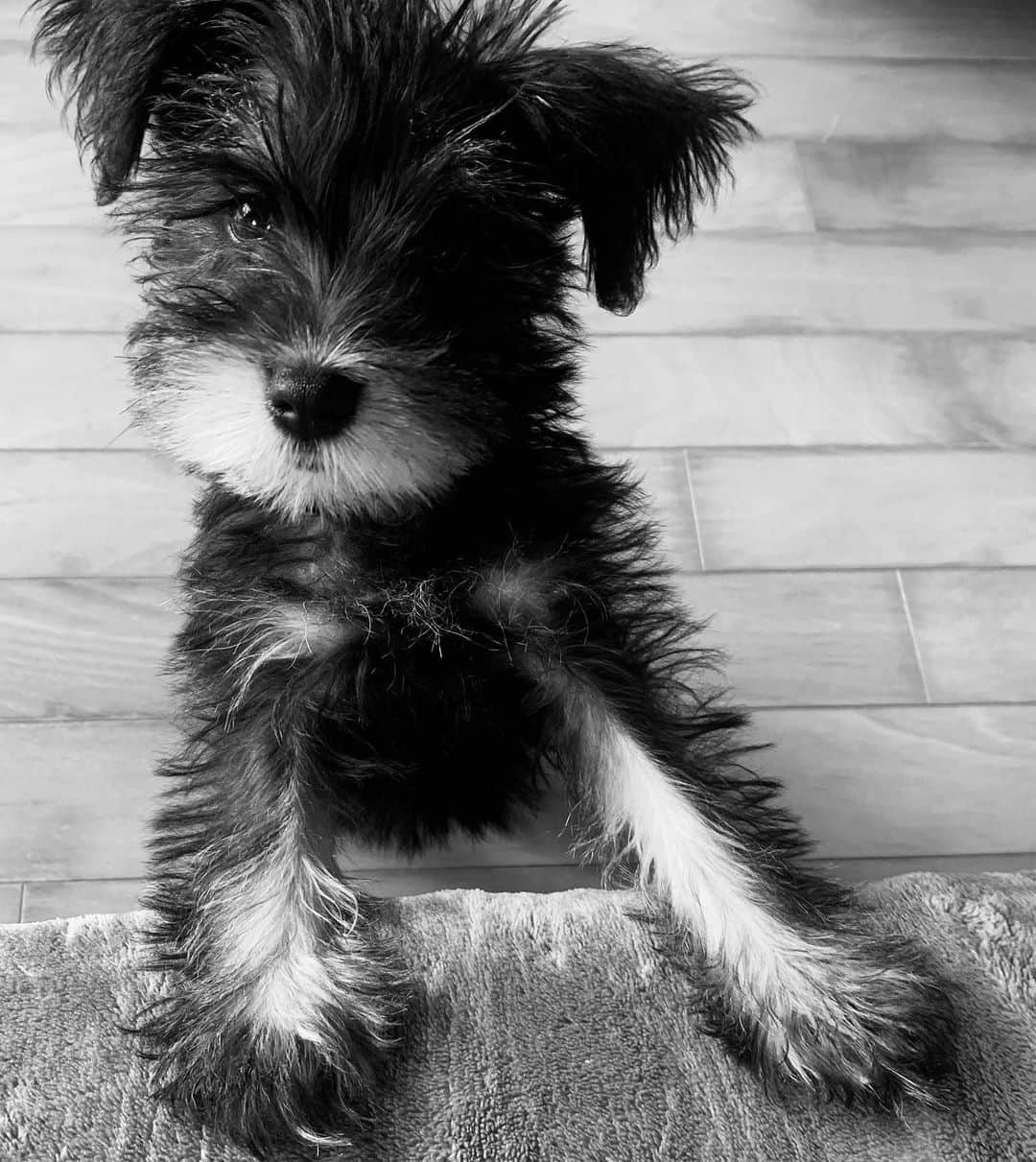 紺野千春のインスタグラム：「少し大きくなりました! #miniatureschnauzer  #dog  #sunday」