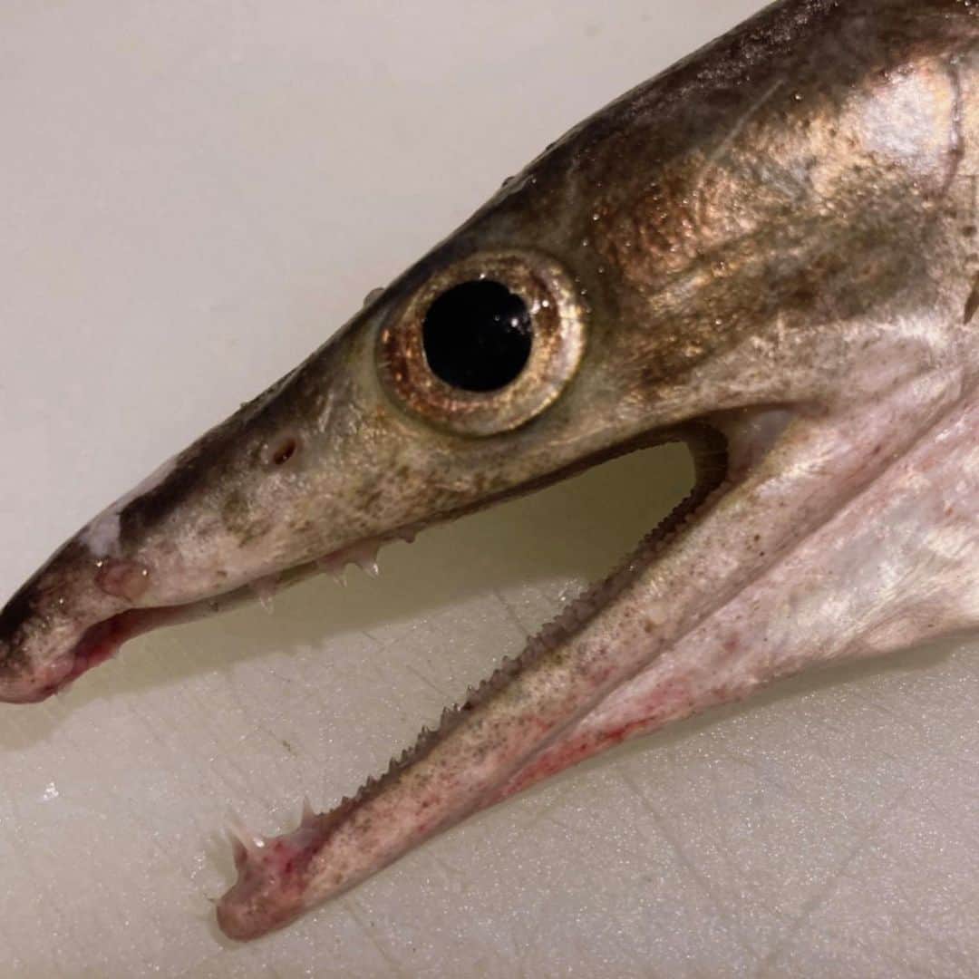 北堀江ほおずきのグルメインスタ