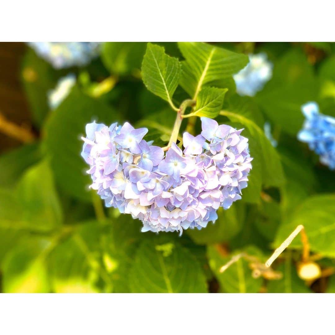 HRK（ハル）さんのインスタグラム写真 - (HRK（ハル）Instagram)「見つけた❤️パート2🌸 とツイキャスでも話した、パッ　って感じで咲いてるやつ撮って来たけど、良く見たら種類違うってより咲き始めなんやろなと思ったw  #紫陽花 #ハート #heart #HARU #大堀治樹」5月31日 11時32分 - hrkharu