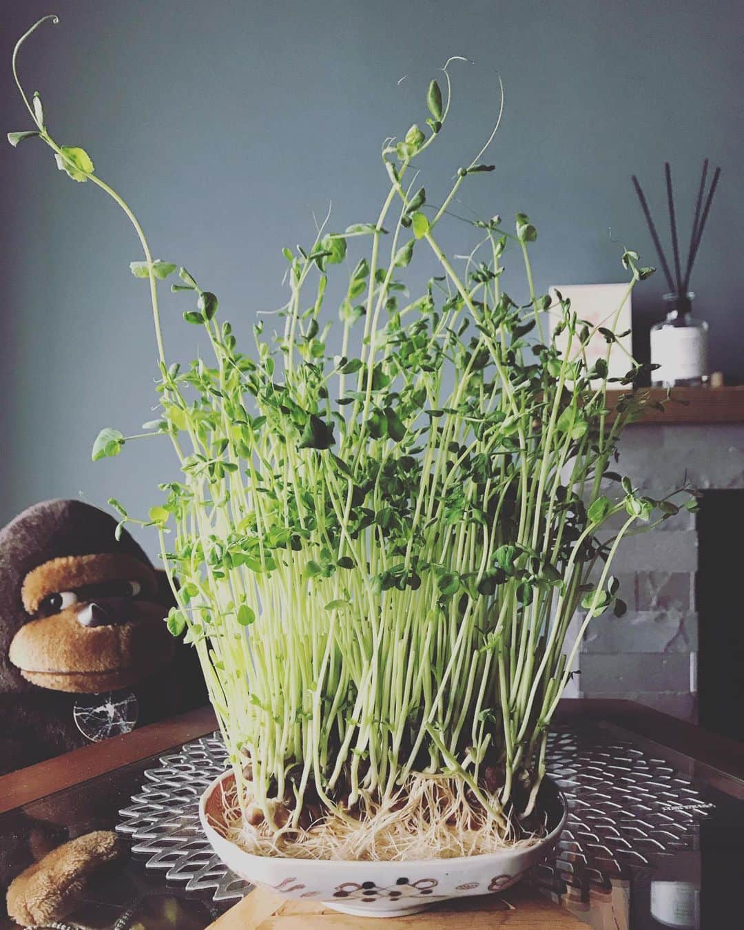 アヤメさんのインスタグラム写真 - (アヤメInstagram)「My first pea sprouts grown indoors in a week💚豆苗栽培がこんなに楽しいだなんて😃 #豆苗栽培 #ほっといただけ #グリーンのある暮らし #緑に癒される #peasprouts #goribothegorilla」5月31日 11時50分 - ayame_socks
