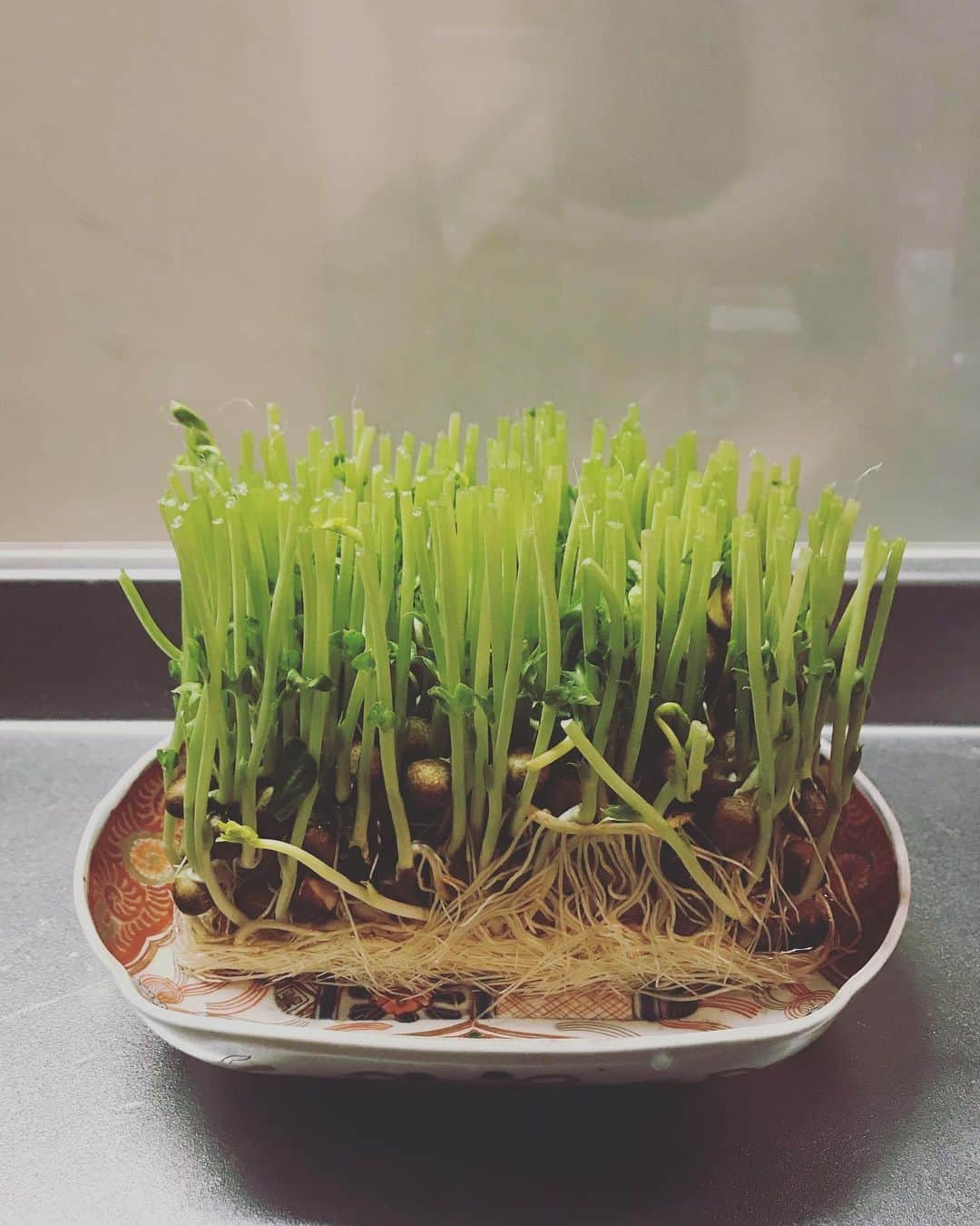 アヤメさんのインスタグラム写真 - (アヤメInstagram)「My first pea sprouts grown indoors in a week💚豆苗栽培がこんなに楽しいだなんて😃 #豆苗栽培 #ほっといただけ #グリーンのある暮らし #緑に癒される #peasprouts #goribothegorilla」5月31日 11時50分 - ayame_socks