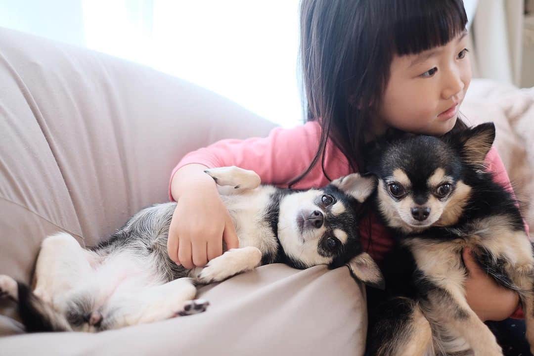 maika_kikitoyjijiさんのインスタグラム写真 - (maika_kikitoyjijiInstagram)「. Kiki&Jiji&Konatsu . モフモフに囲まれて こなっちゃんも幸せだよね♡ . . #犬と子供 #子供と犬 #chihuahua #dog #チワワ #犬 #치와와 #weeklyfluff #ふわもこ部 #IGersJP #dogstagram #chihuahuaoftheday #fujifilm #fujifilm_xseries #今日もX日和 #ミラーレス #tokyocameraclub #東京カメラ部 #犬バカ部 #whim_fluffy #dog_features #dogsofinstagram #いぬすたぐらむ #犬と赤ちゃん #赤ちゃんと犬 #子育て #双子 #ママスタグラム」5月31日 11時54分 - maika_kikitoyjiji