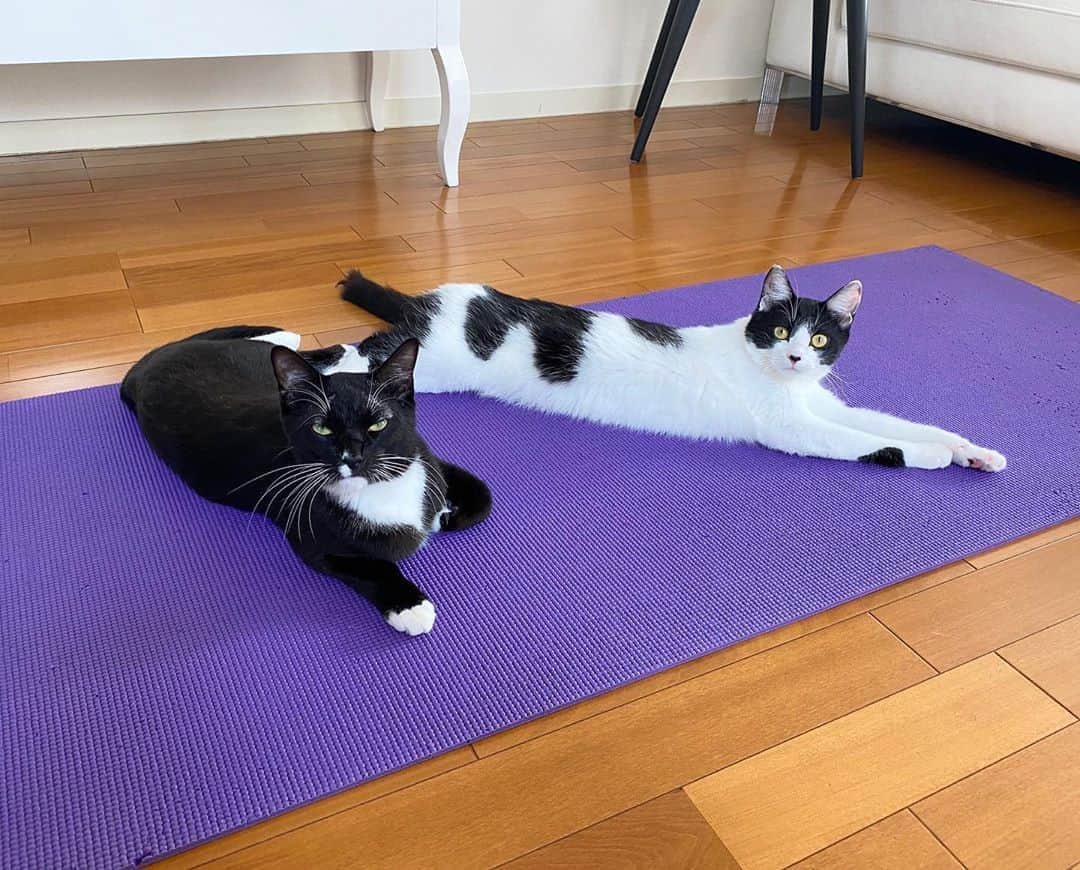 藤あや子さんのインスタグラム写真 - (藤あや子Instagram)「あの〜、ヨガしたいのでどいて頂けますか🧘🏻 マル坊「こっちが先につかってるんですけど」 #マルオレ #マルとオレオ #ネコハラスメント」5月31日 12時05分 - ayako_fuji_official