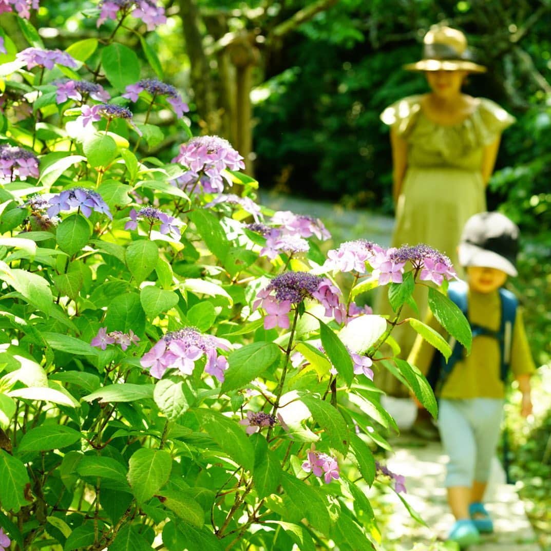 前田有紀さんのインスタグラム写真 - (前田有紀Instagram)「午前のお散歩で瑞泉寺まで足を伸ばして見ました。いつもと大きく違う形で迎える今年の6月ですが、紫陽花は毎年変わらずに成長して季節を告げる花。 鎌倉に引っ越して3年目の夏が始まります。息子が最初に覚えた花の名前も「あじさい」なので、我が家では少しだけ思い入れが深い花。」5月31日 12時10分 - yukimaeda0117