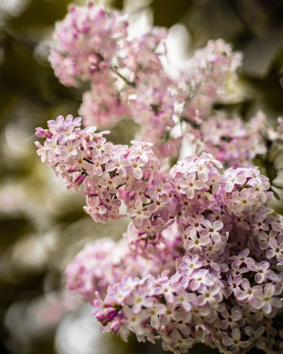 ローマン・サドフスキーのインスタグラム：「Blooming 🌺 - - - - - - - - #romskyphotography #photography #nature #flowers #naturephotography」
