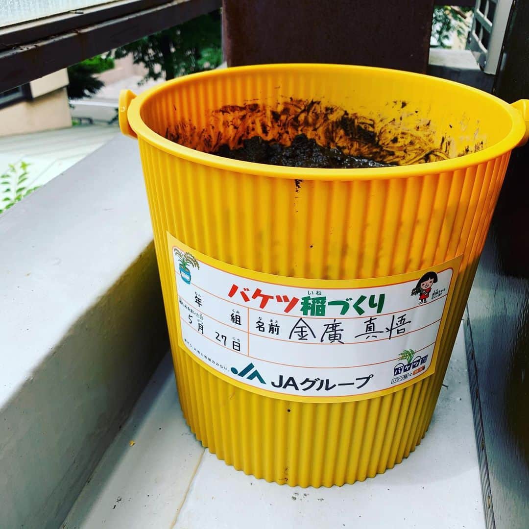 金廣真悟さんのインスタグラム写真 - (金廣真悟Instagram)「米作り始めました。 どうなる事やら楽しみ。」5月31日 12時17分 - shingo_kanehiro