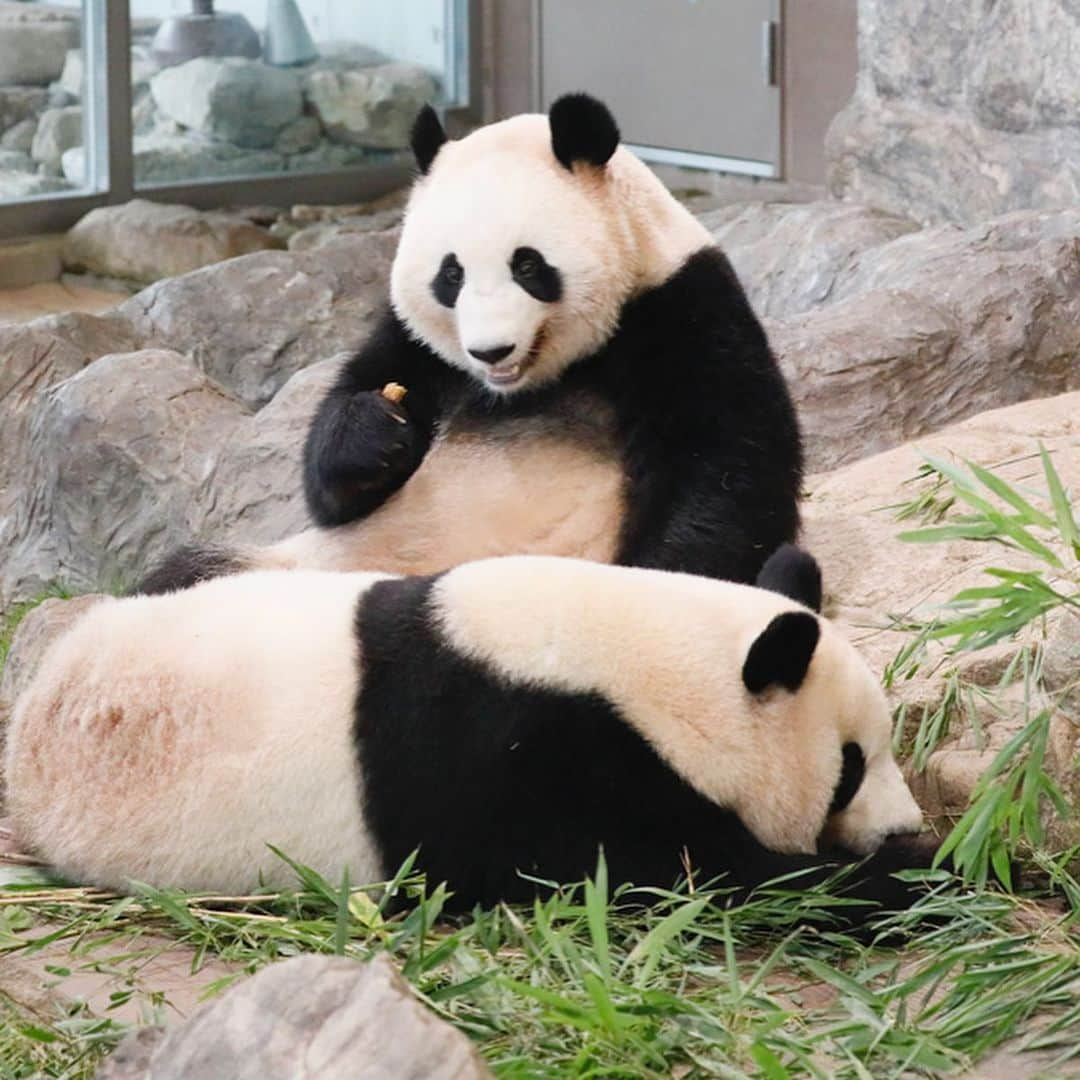 パンダ（白浜）さんのインスタグラム写真 - (パンダ（白浜）Instagram)「🌸🍑 ＳＥＳＳＩＯＮ ａｎｄ ＣＨＩＬＬＩＮＧ #桜浜　#桃浜 🐼😊🐼 #ADVENTUREWORLDPANDAS #baby #HELLOLITTLE #pandamental #hellopanda #ハローリトル #ハローパンダ #パンダグラビア #パンダ　and #panda #pandababy 🐼🐼🐼」5月31日 12時42分 - hellopanda_book