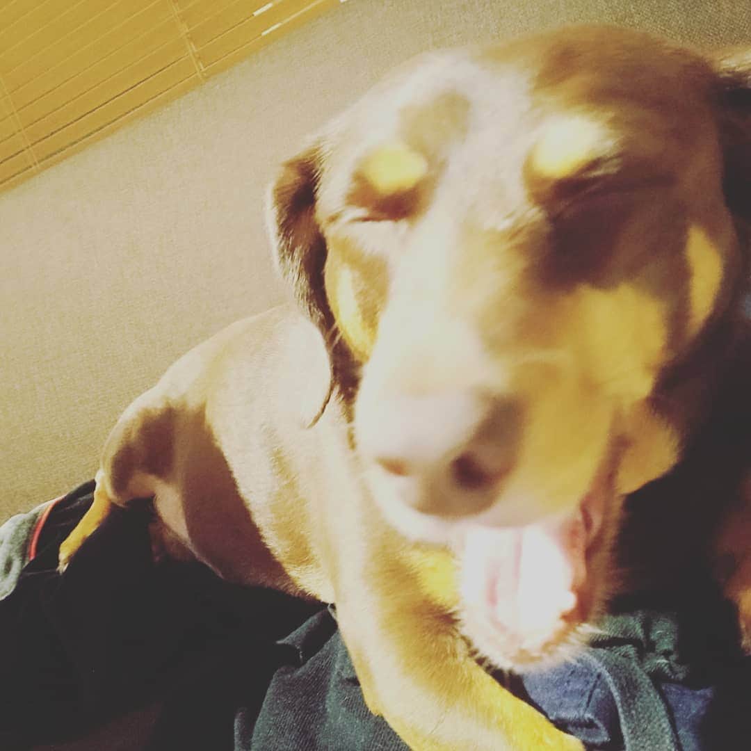 海老澤健次さんのインスタグラム写真 - (海老澤健次Instagram)「キャリーはよく眠る。しかしやたらこちらを見る。それに何故か負けてしまう。可愛さ勝負するが圧倒的に負ける。  #海老澤健次 #キャリー #ダックス #チワワ #MIX #dog #犬」5月31日 13時02分 - ebisawa_kenji