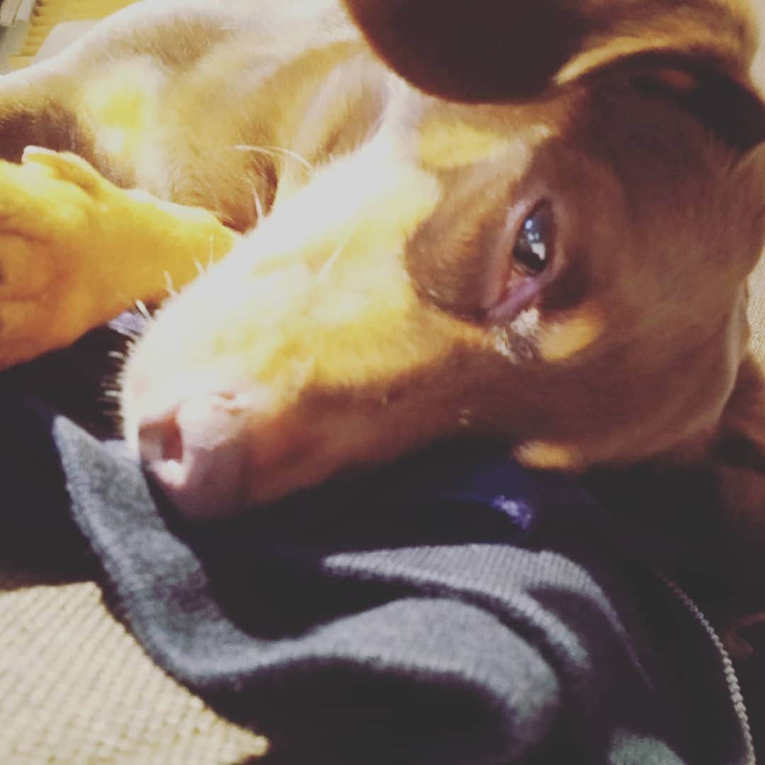 海老澤健次さんのインスタグラム写真 - (海老澤健次Instagram)「キャリーはよく眠る。しかしやたらこちらを見る。それに何故か負けてしまう。可愛さ勝負するが圧倒的に負ける。  #海老澤健次 #キャリー #ダックス #チワワ #MIX #dog #犬」5月31日 13時02分 - ebisawa_kenji