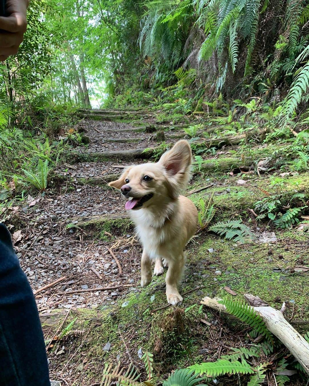 瀬川アニータのインスタグラム：「took our pup on a lil adventure (peep @melissasegawa in the last two slides)」