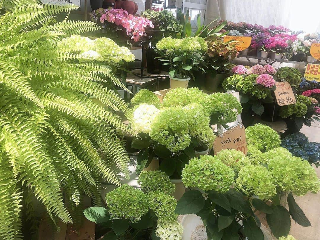 深瀬智聖のインスタグラム：「紫陽花きれいだったなぁ〜 🥺💠 植物のお買い物へいってきました^ - ^  #久山植木  #紫陽花 #あじさい  #アジサイ」