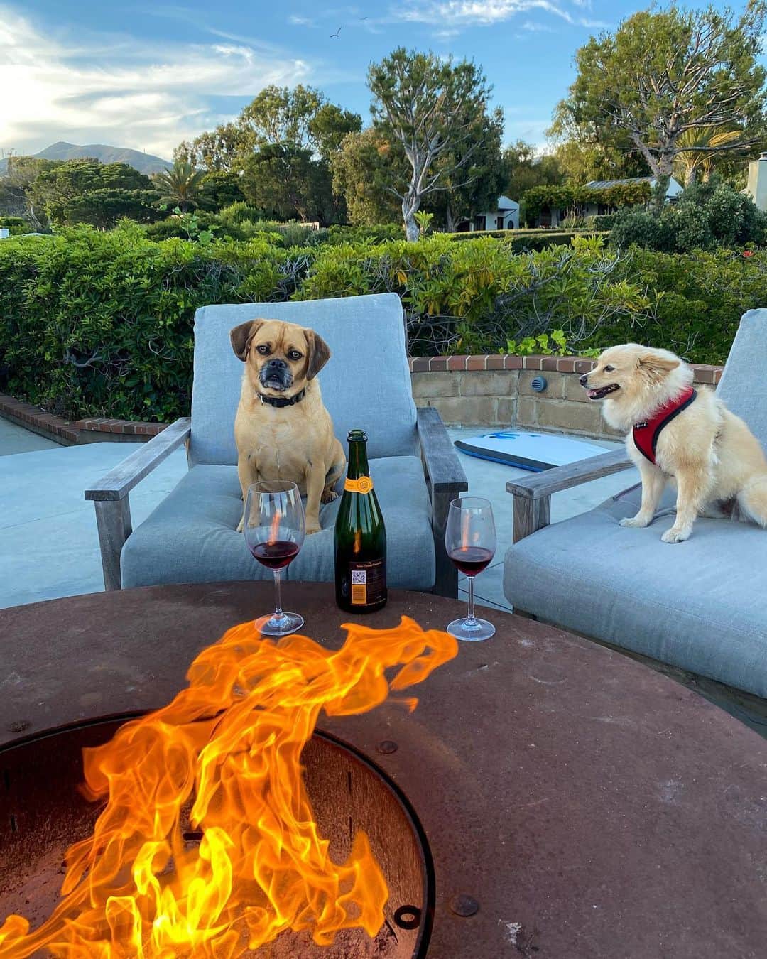 ブロディ・ジェンナーのインスタグラム：「Doggy date night with Shoey and Nala. ❤️🍷」
